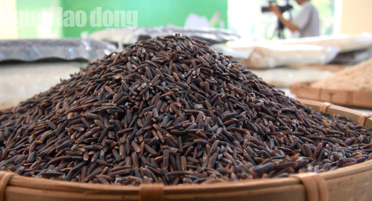 Gạo ST 24 đoạt giải nhất hội thi gạo ngon Đồng Tháp 2019