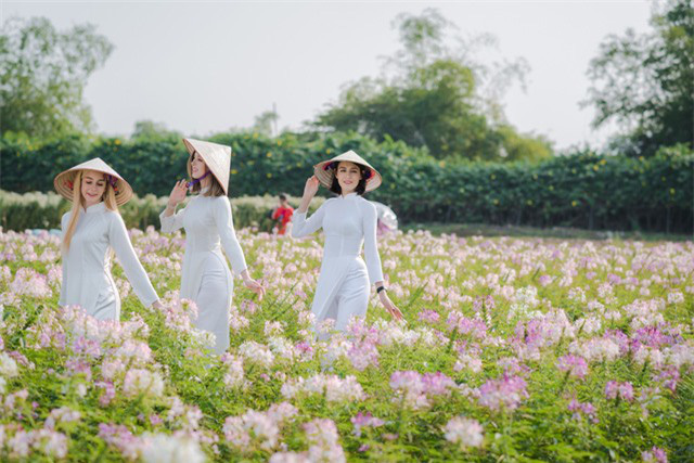 Cúc họa mi nở rộ, “đốn tim” cả các thiếu nữ trời Âu - Ảnh 12.