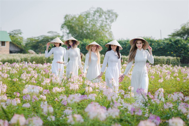 Cúc họa mi nở rộ, “đốn tim” cả các thiếu nữ trời Âu