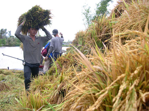 Lận đận thương hiệu gạo Việt