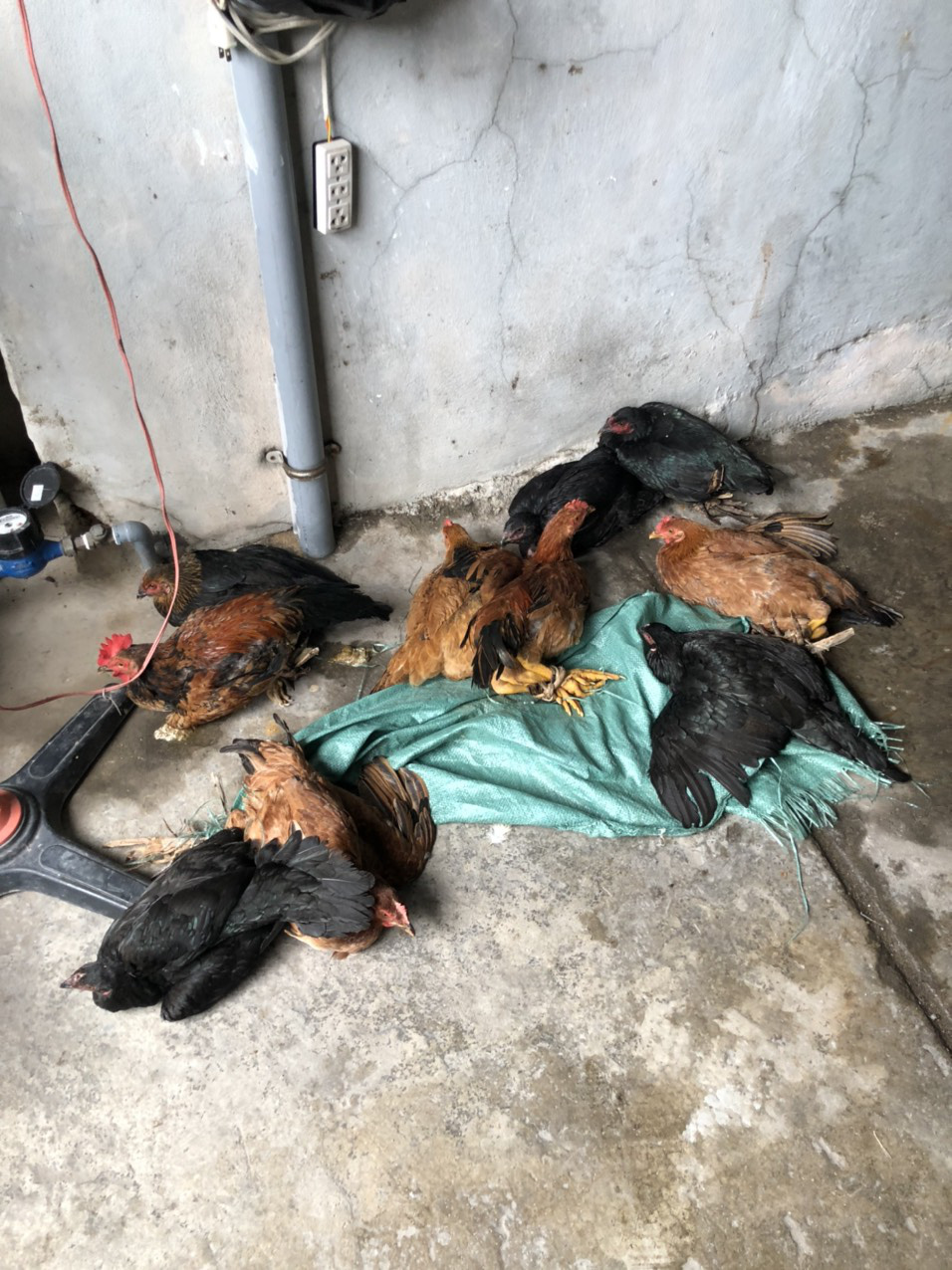 Th&ocirc;ng tin bất ngờ vụ nh&agrave; h&agrave;ng t&iacute;nh ph&iacute; hấp g&agrave; 300.000 đồng/lần - Ảnh 2.