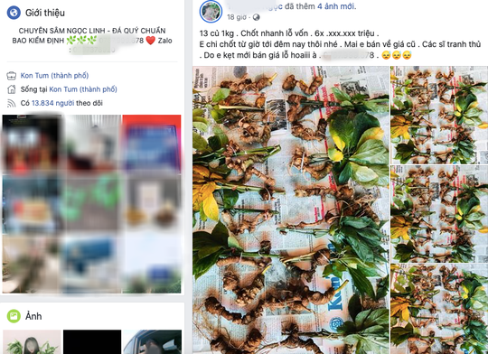 Quốc bảo S&acirc;m Ngọc Linh th&agrave;nh h&agrave;ng chợ, b&aacute;n đầy tr&ecirc;n mạng x&atilde; hội  - Ảnh 1.