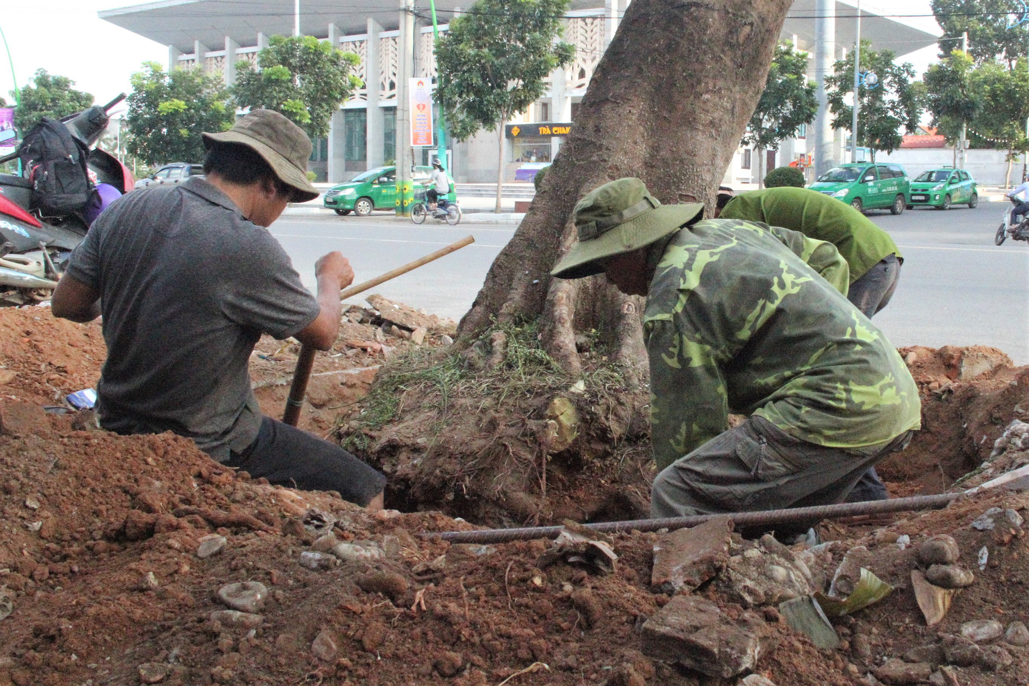 Vì sao hàng loạt cây xanh trên đường phố Đông Hà bị đốn hạ?