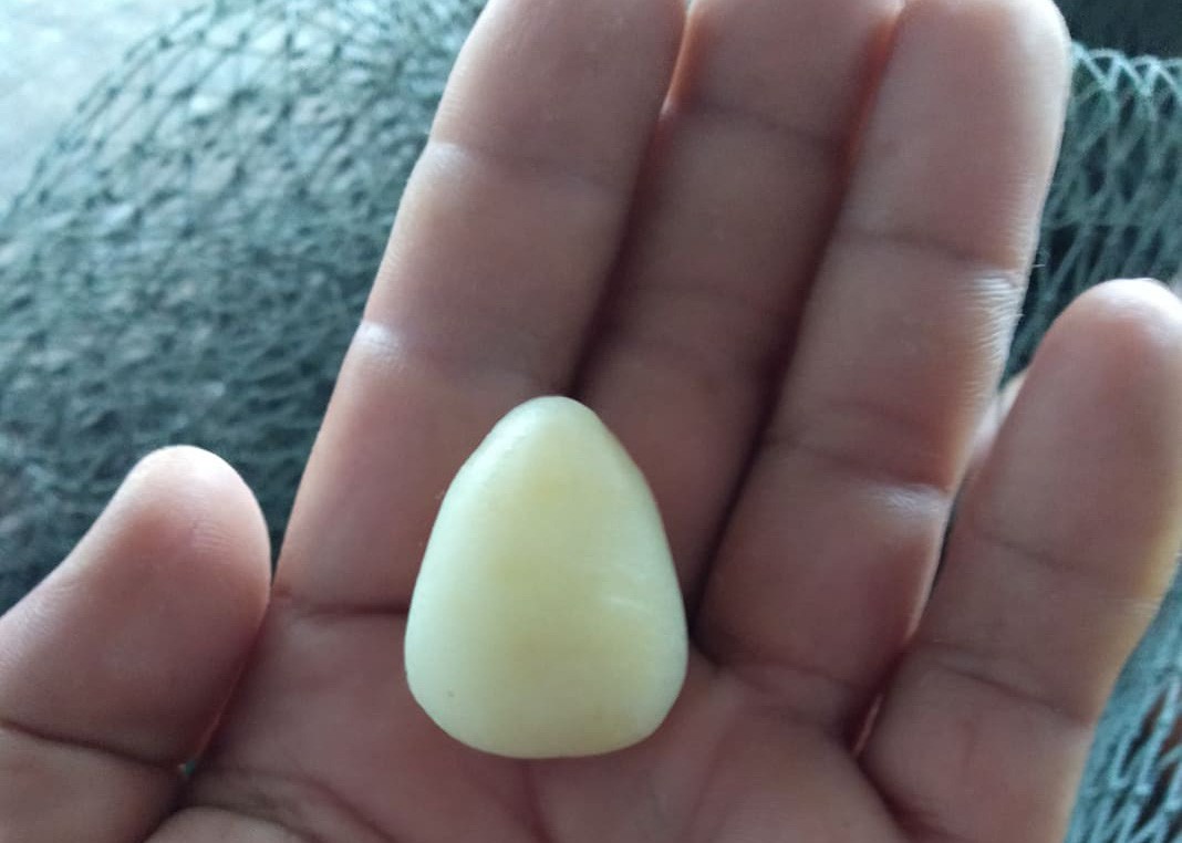 Sửa lồng bè chống bão, lấy được "viên ngọc" từ bụng cá bớp