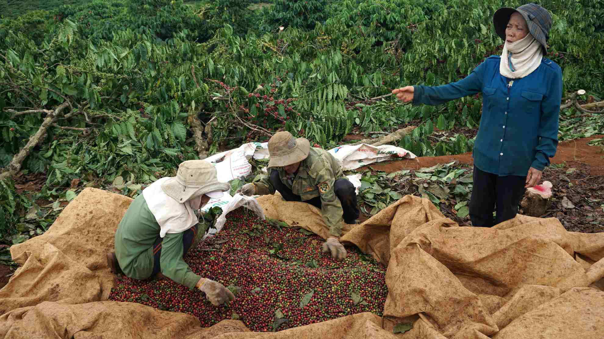 Thực hư việc chính quyền cưỡng chế cà phê đang chín mà không thông báo - Ảnh 3.