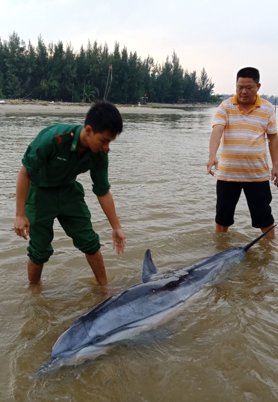Sau đàn cá heo 100 con xuất hiện, 1 chú cá heo lại dạt vào biển Cửa Đại - Ảnh 2.