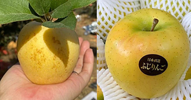 Táo vàng Trung Quốc gắn 'mác' Mỹ, Nhật