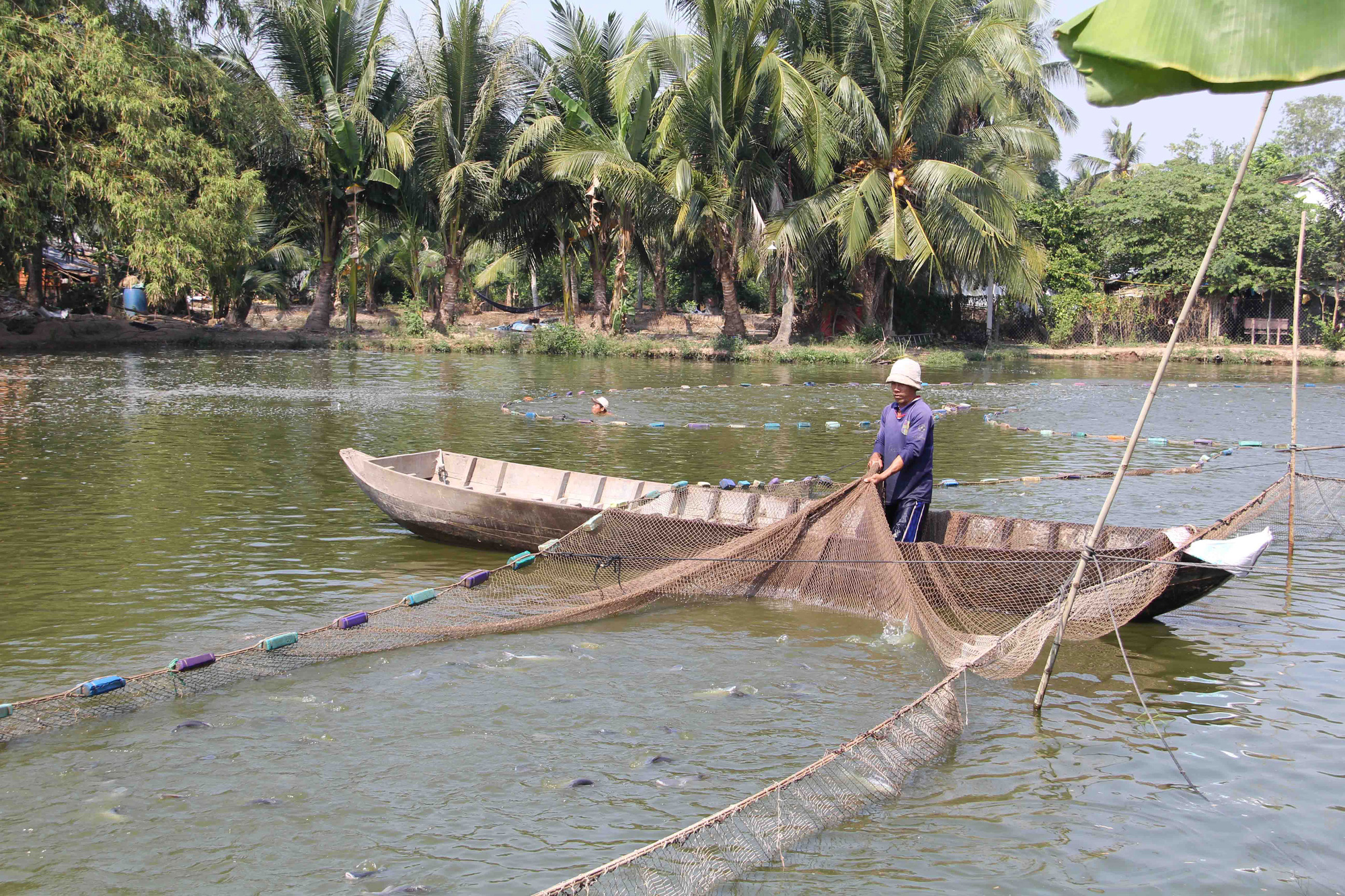 Cá tra giống rớt giá, người nuôi lỗ nặng