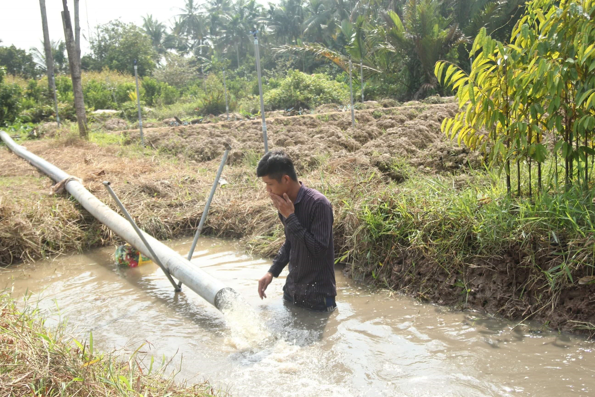 ĐBSCL đối mặt hạn, mặn nghiêm trọng