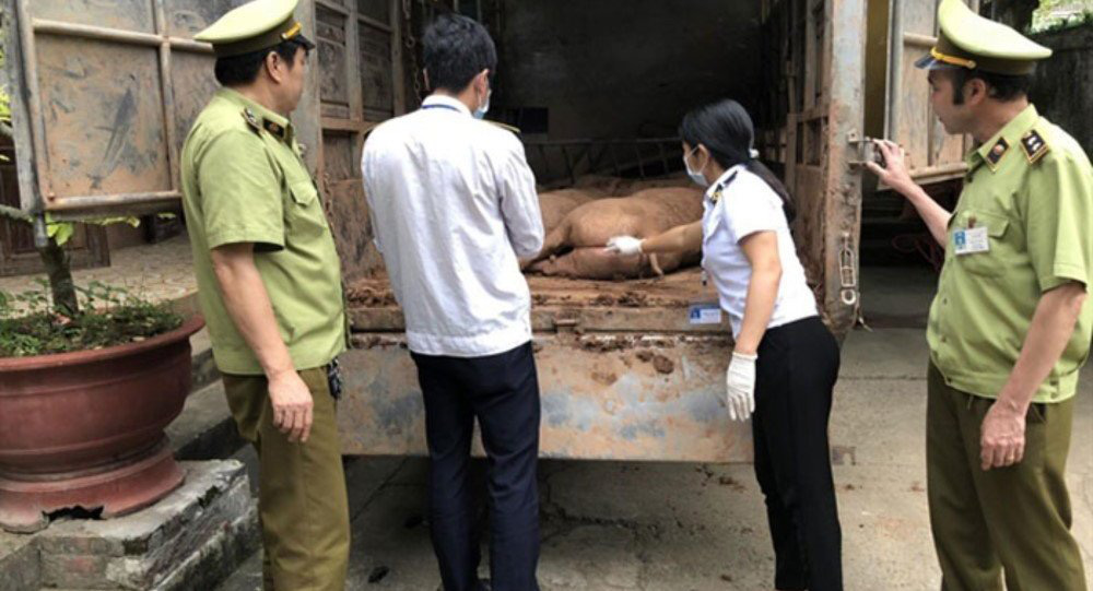 Giá thịt heo tăng "sốc", địa phương nói không xuất lậu heo sang Trung Quốc