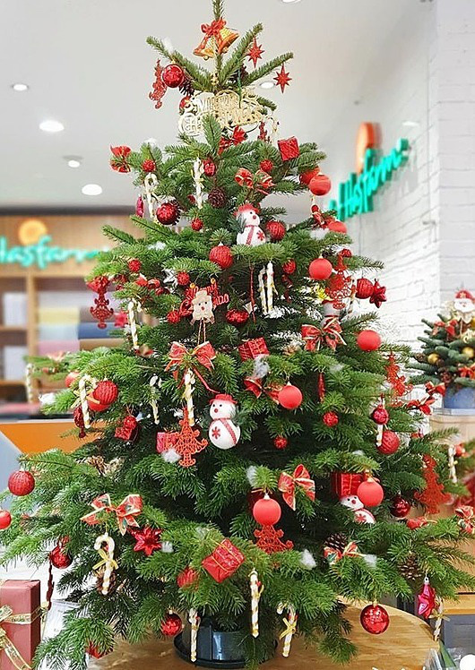 C&acirc;y th&ocirc;ng thật gi&aacute; tiền triệu đắt kh&aacute;ch m&ugrave;a Noel - Ảnh 1.