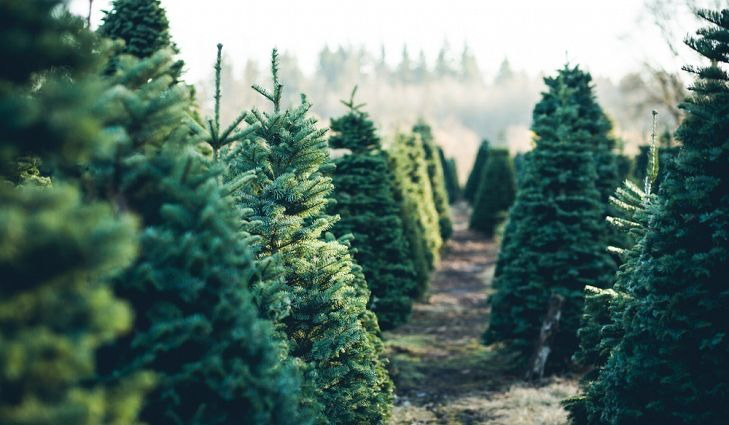 Cây thông thật giá tiền triệu đắt khách mùa Noel