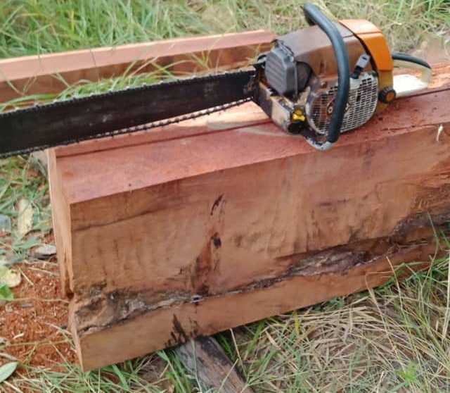 Kiểm l&acirc;m truy đổi bắt đối tượng cưa hạ gỗ qu&yacute; trong VQG Y&oacute;k Đ&ocirc;n - Ảnh 3.