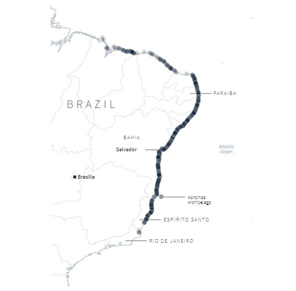 4.400 km bờ biển Brazil chết tức tưởi v&igrave; &ldquo;thủy triều đen&rdquo; b&iacute; ẩn - Ảnh 4.