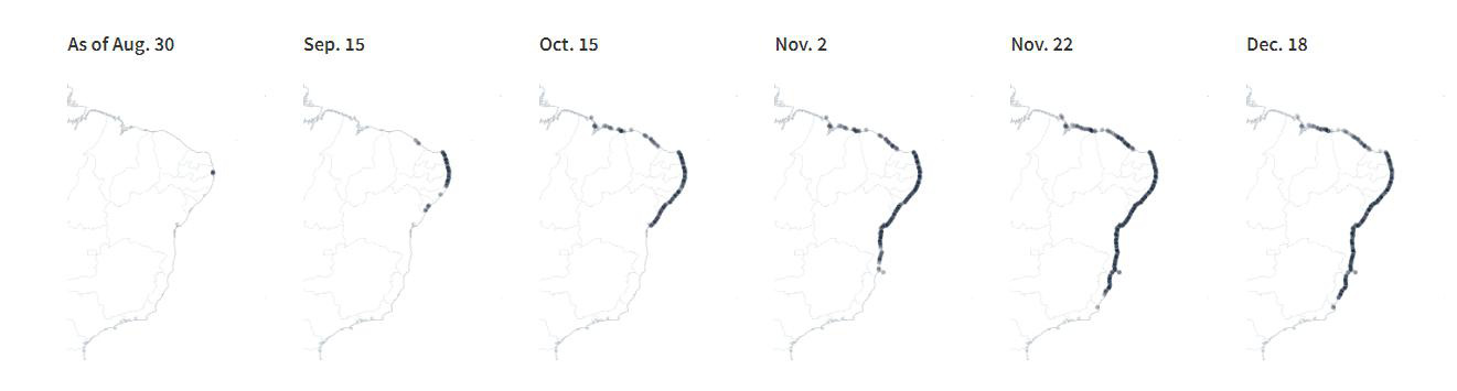 4.400 km bờ biển Brazil chết tức tưởi v&igrave; &ldquo;thủy triều đen&rdquo; b&iacute; ẩn - Ảnh 5.