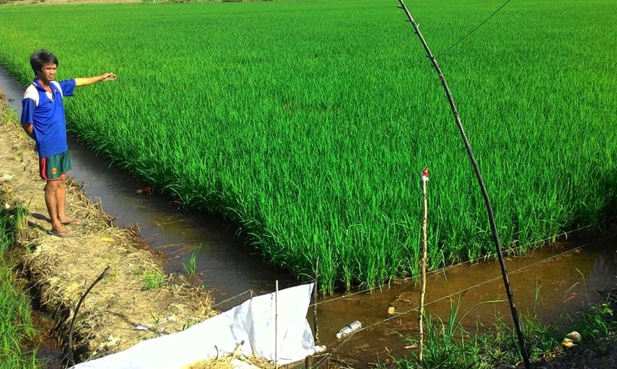 Người đàn ông tử vong nghi ngã trúng dây thép dẫn điện bẫy chuột