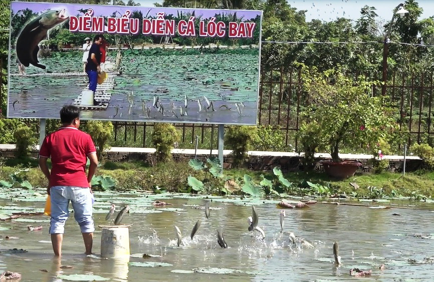 Mãn nhãn với cánh đồng hoa hồng có biểu diễn cá lóc bay