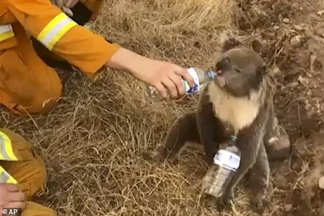Gấu koala tuyệt vọng chặn người đi xe đạp xin nước uống