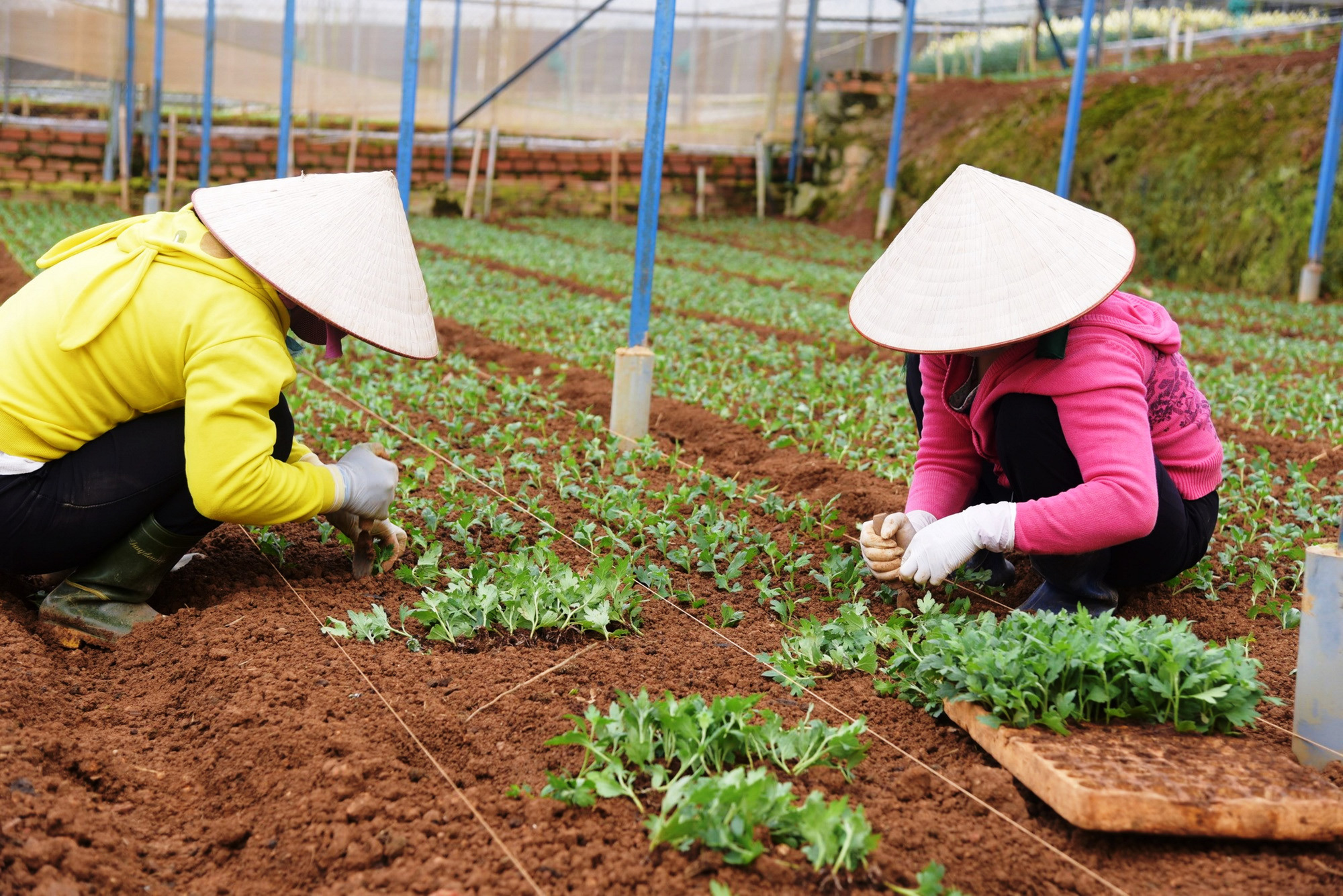 Hoa Tết trông chờ vào thời tiết