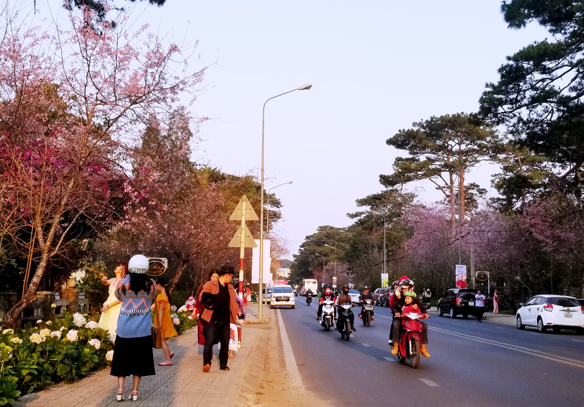Mai anh đ&agrave;o Đ&agrave; Lạt nở rộ, đốn tim du kh&aacute;ch - Ảnh 10.