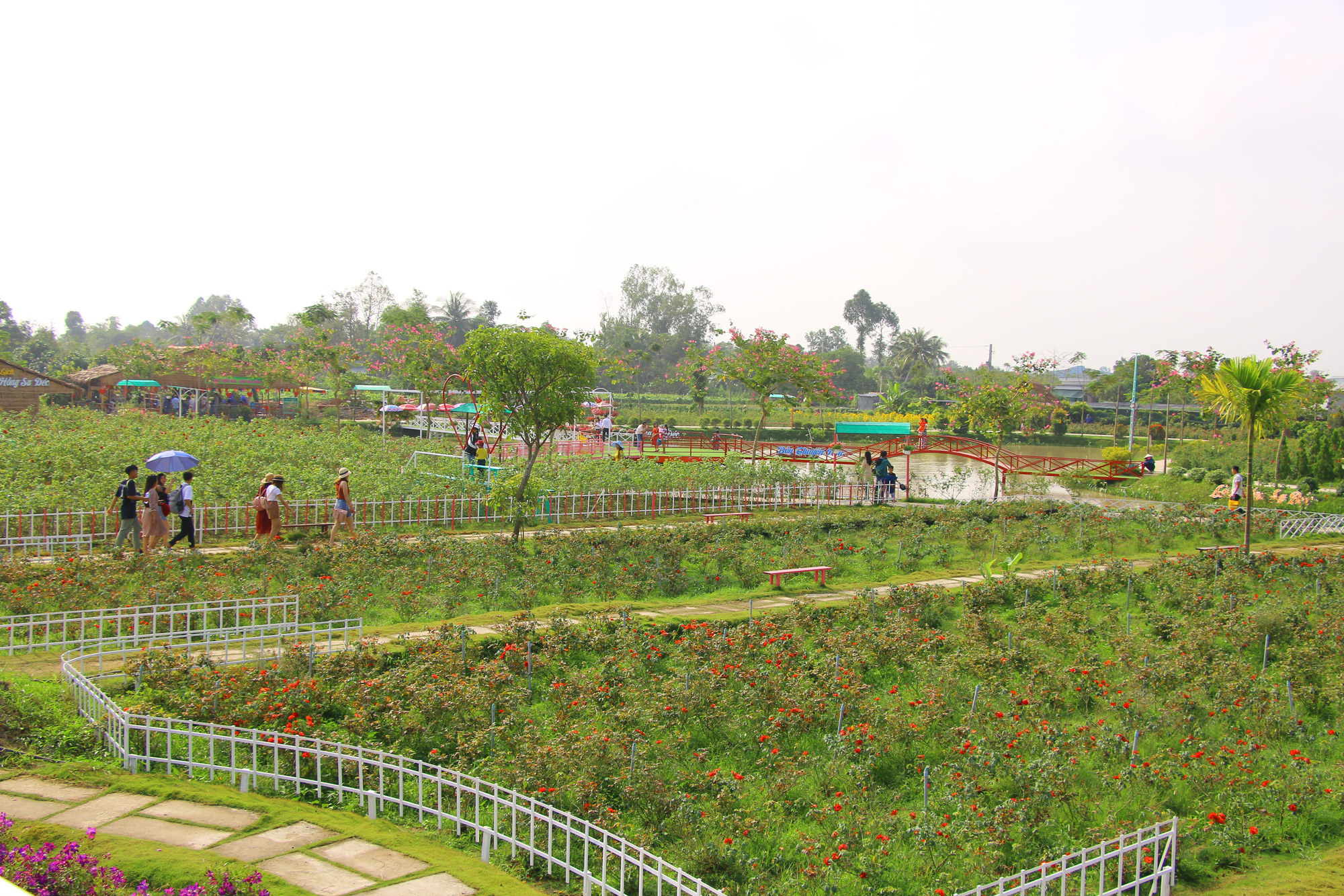 Thông tin cực vui từ làng hoa Sa Đéc kể từ ngày mai