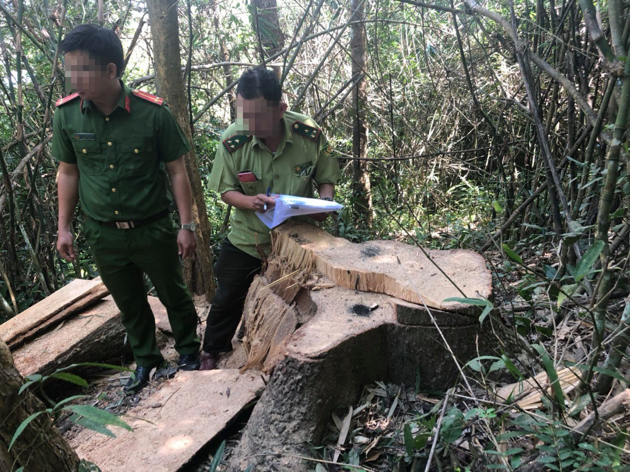 Một vụ ph&aacute; rừng, sở b&aacute;o 3,5m3, hạt n&oacute;i 28m3, c&ocirc;ng an x&aacute;c định 41m3 ! - Ảnh 3.