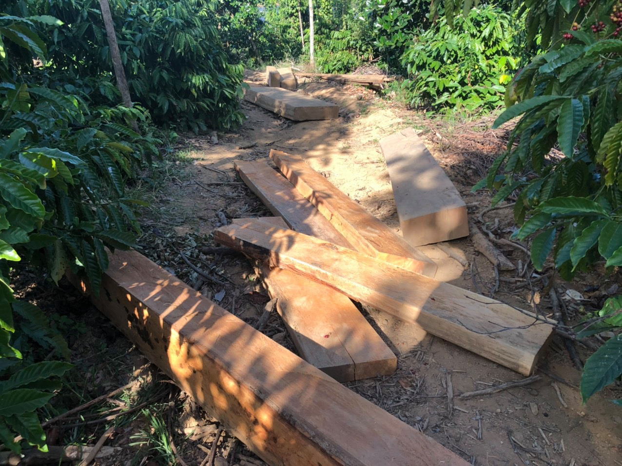 Một vụ ph&aacute; rừng, sở b&aacute;o 3,5m3, hạt n&oacute;i 28m3, c&ocirc;ng an x&aacute;c định 41m3 ! - Ảnh 2.