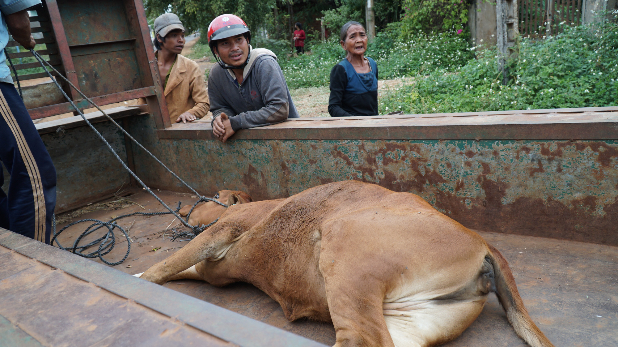 Vụ cấp b&ograve; kh&ocirc;ng đứng được cho d&acirc;n l&agrave;m giống: B&ograve; kh&ocirc;ng đứng được do mới t&aacute;ch đ&agrave;n, người d&acirc;n dắt kh&ocirc;ng đ&uacute;ng c&aacute;ch (?) - Ảnh 3.