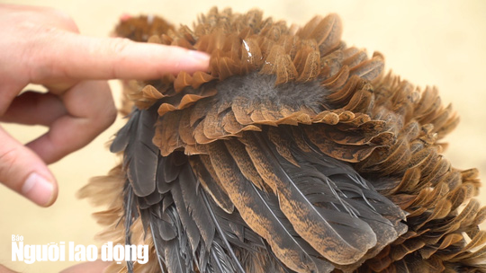 Kì lạ giống gà lông ngược, chỉ nuôi chứ không bán - Ảnh 6.