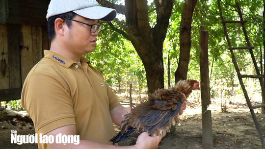 Kì lạ giống gà lông ngược, chỉ nuôi chứ không bán - Ảnh 8.