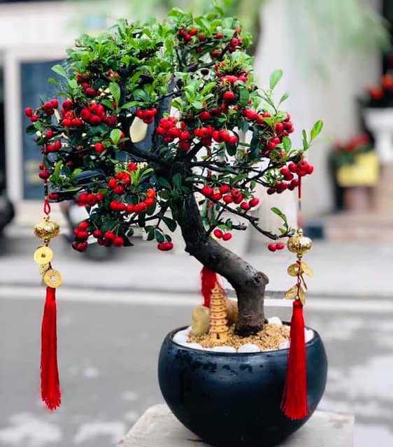 Rộ “mốt” chơi cây phong thủy đón Tết