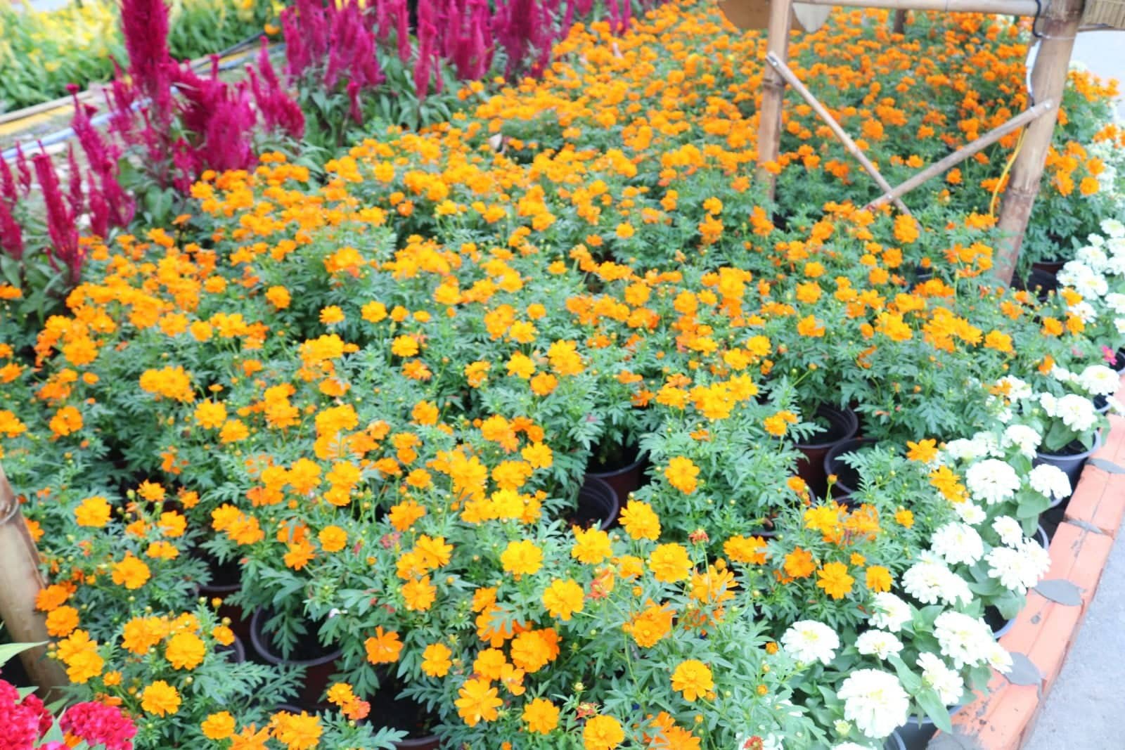 Đường hoa nghệ thuật Cần Thơ rực rỡ khi được lắp 80.000 chậu hoa tươi - Ảnh 4.
