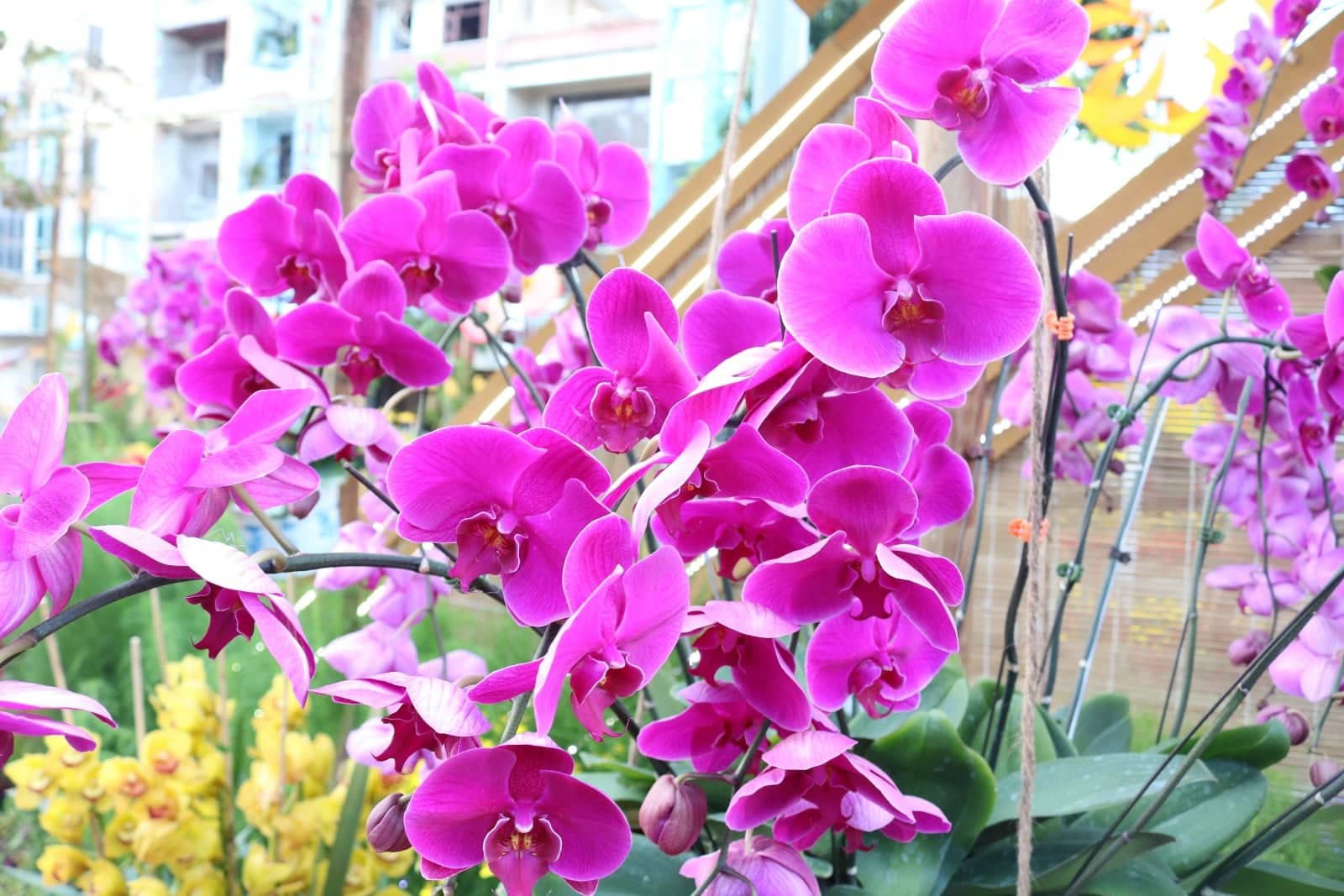 Đường hoa nghệ thuật Cần Thơ rực rỡ khi được lắp 80.000 chậu hoa tươi - Ảnh 11.