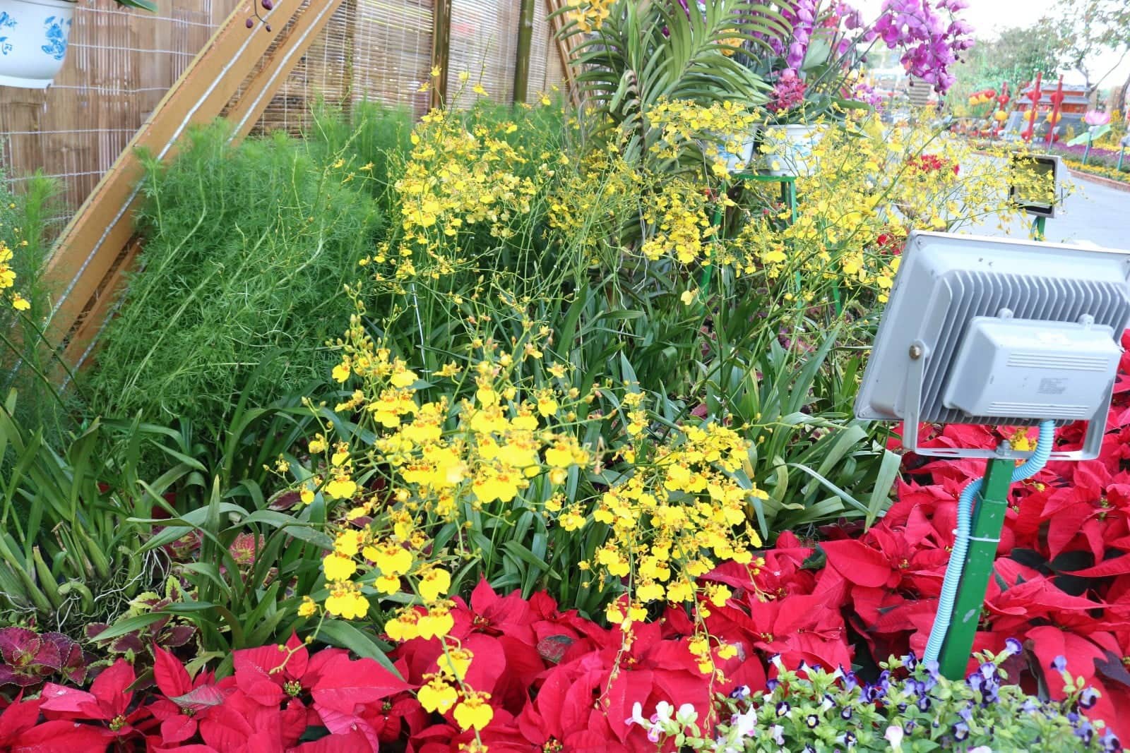 Đường hoa nghệ thuật Cần Thơ rực rỡ khi được lắp 80.000 chậu hoa tươi - Ảnh 9.