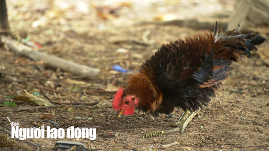 Kì lạ giống gà lông ngược, chỉ nuôi chứ không bán - Ảnh 5.