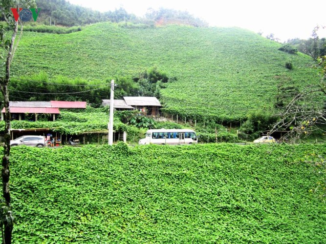Du xuân Ô Quy Hồ - cung đèo huyền thoại ở vùng cao Tây Bắc - Ảnh 9.