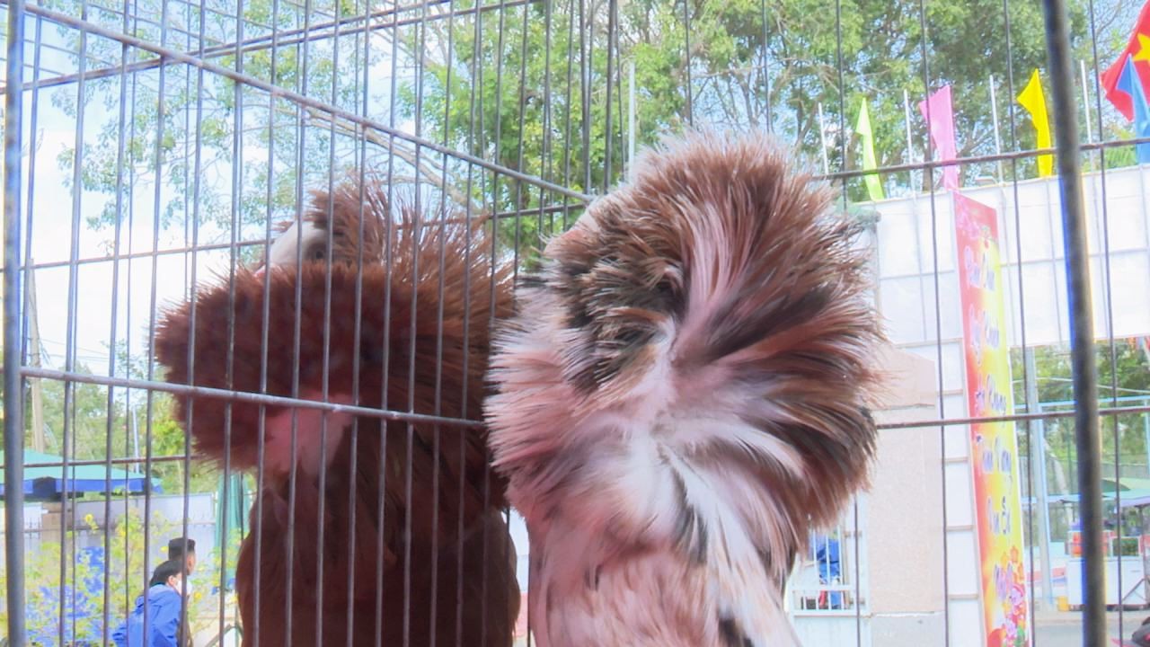Ngắm những chú chim bồ câu giá trăm triệu "khoe dáng"