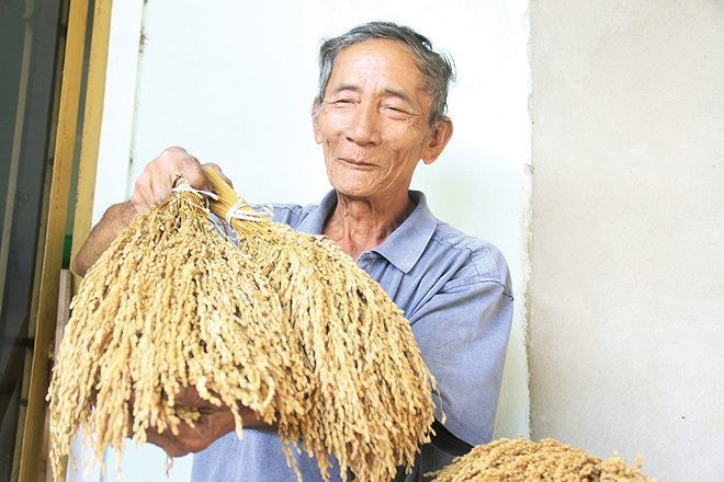 Lạ l&ugrave;ng loại nếp đắng ở Quảng Nam - Ảnh 3.
