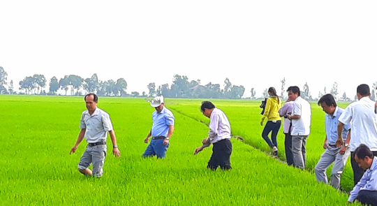 Đầu năm, lãnh đạo tỉnh An Giang lội ruộng thăm đồng cùng nông dân