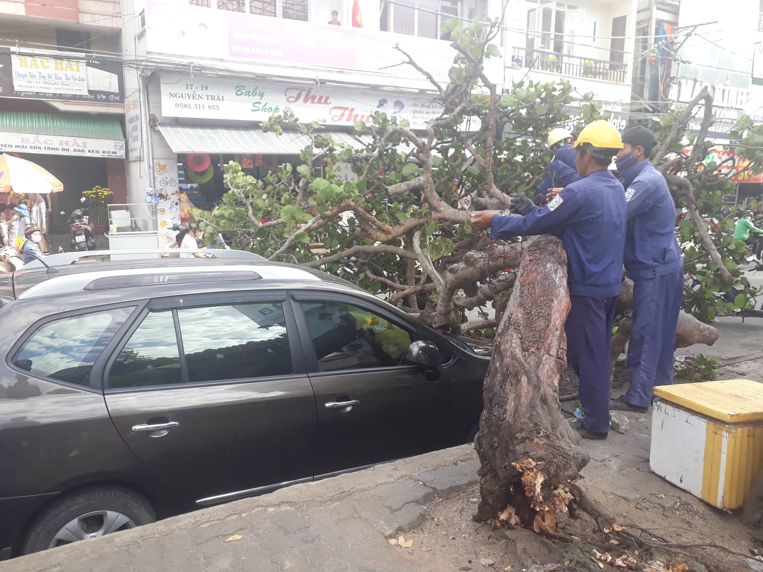 Nha Trang: Cây xanh bật gốc khiến 1 du khách nhập viện