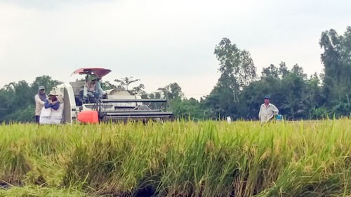 Sau Tết, gi&aacute; l&uacute;a đ&ocirc;ng xu&acirc;n giảm - Ảnh 1.