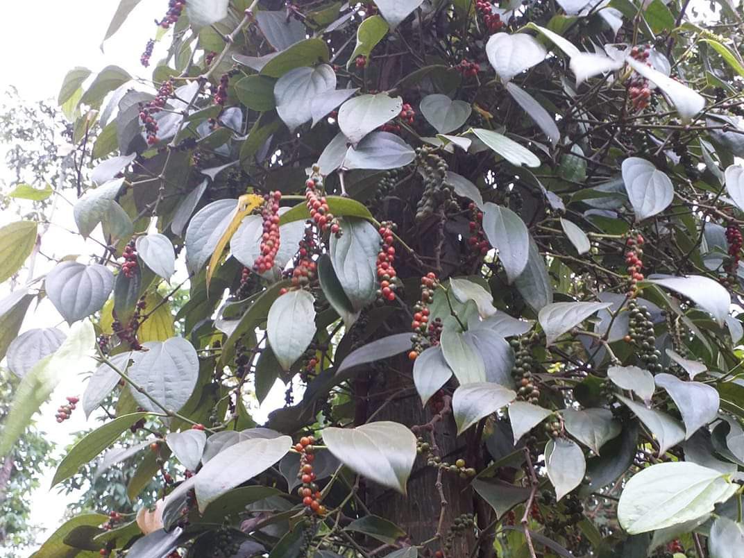Huyện phải ra phương án khẩn cấp hỗ trợ nông dân thu hoạch tiêu