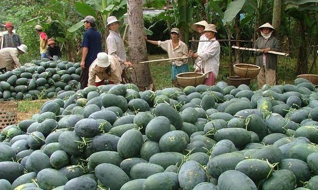 Trung Quốc tự trồng dưa hấu quy mô lớn