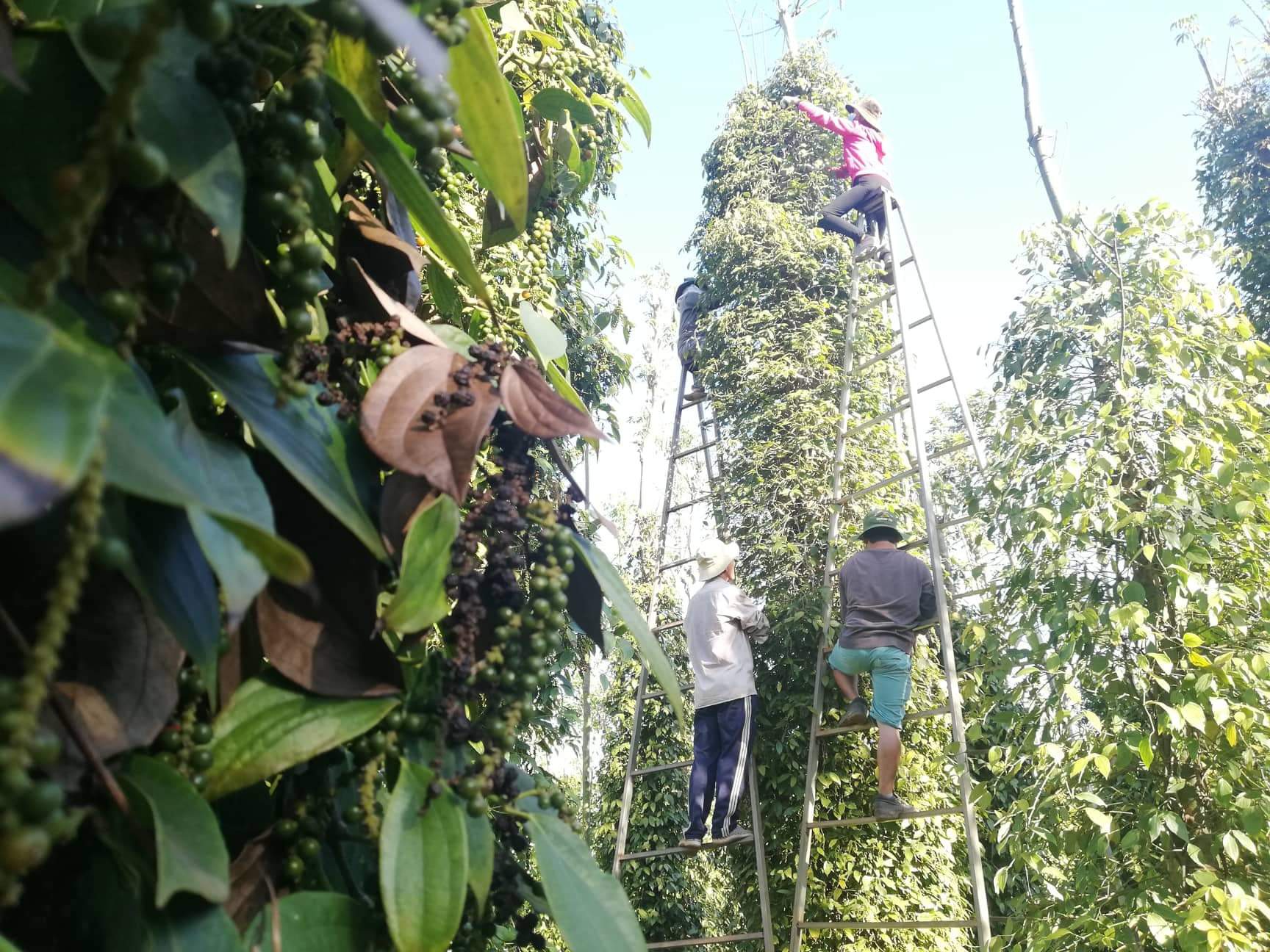 Giá tiêu xuống thấp, bộ đội, công an giúp dân thu hoạch - Ảnh 3.