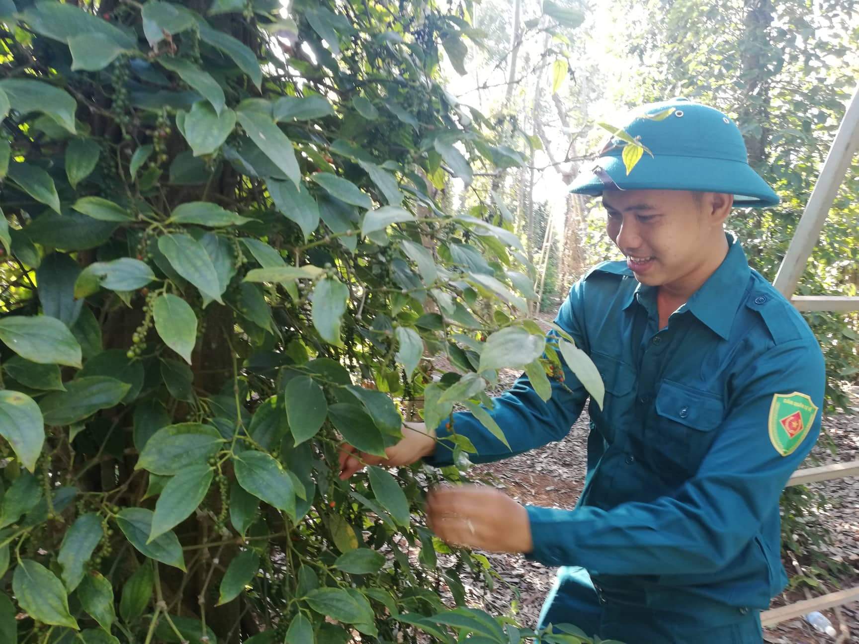 Giá tiêu xuống thấp, bộ đội, công an giúp dân thu hoạch - Ảnh 4.