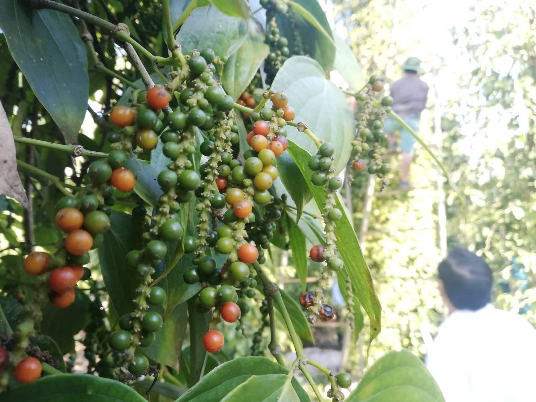 Giá tiêu xuống thấp, bộ đội, công an giúp dân thu hoạch - Ảnh 1.