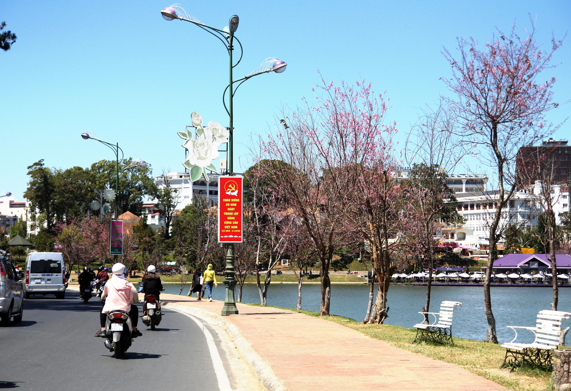 Ngắm mai anh đào nhuộm hồng Đà Lạt sau Tết Nguyên đán - Ảnh 4.