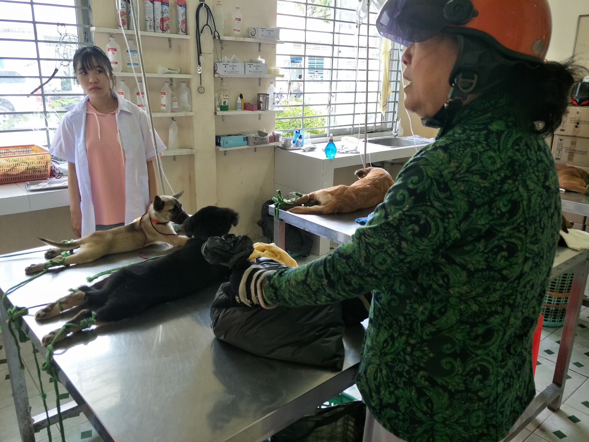 Nhiều người miền Tây mất ngủ vì chó cưng lăn ra chết hàng loạt