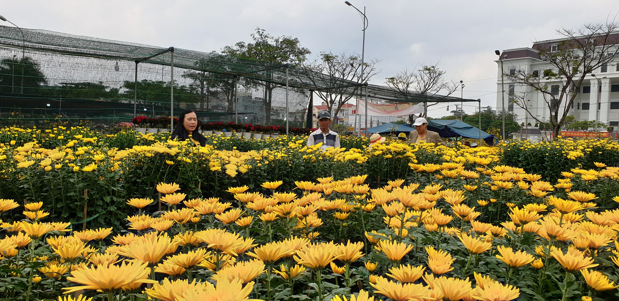 Đà Nẵng: Mai Tết đầy chợ, người mua thưa thớt - Ảnh 8.