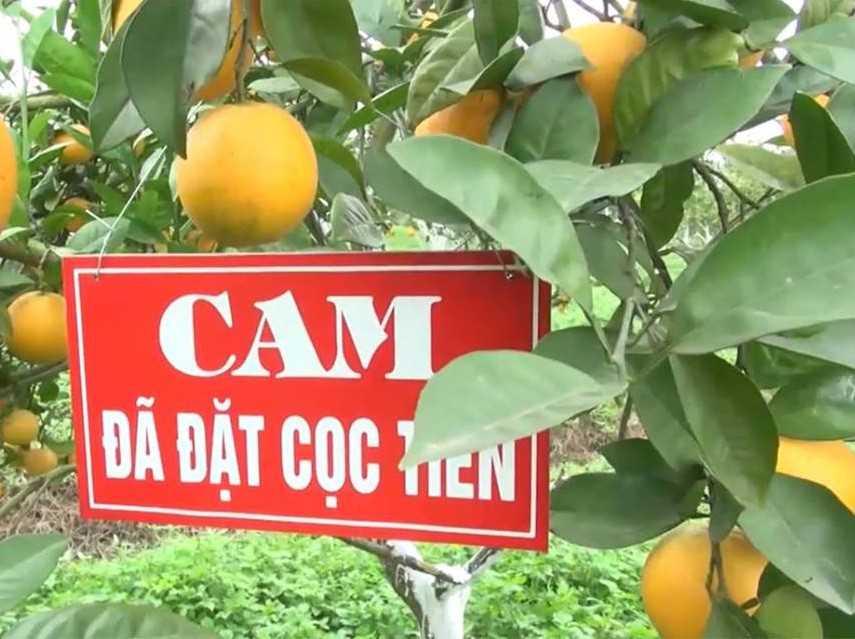 Thơm ngon đặc sản cam &ldquo;tiến vua&rdquo; X&atilde; Đo&agrave;i xứ Nghệ - Ảnh 1.